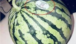 山西太原网红吃瓜