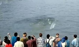 汉江水怪在线观看